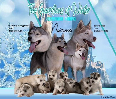 The Guardians Of Winter - Siberian Husky - Portée née le 19/10/2022