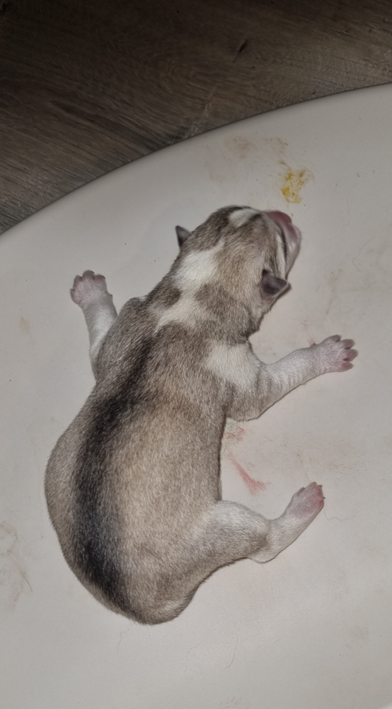 The Guardians Of Winter - Chiots disponibles - Siberian Husky