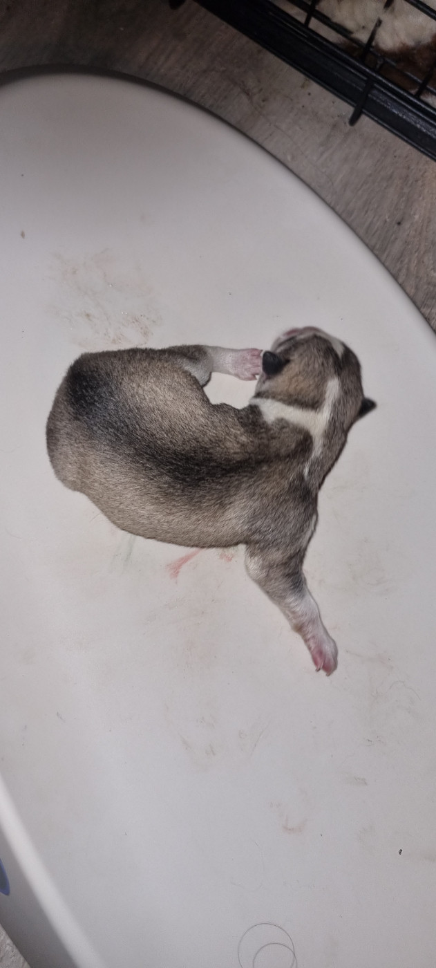 The Guardians Of Winter - Chiots disponibles - Siberian Husky
