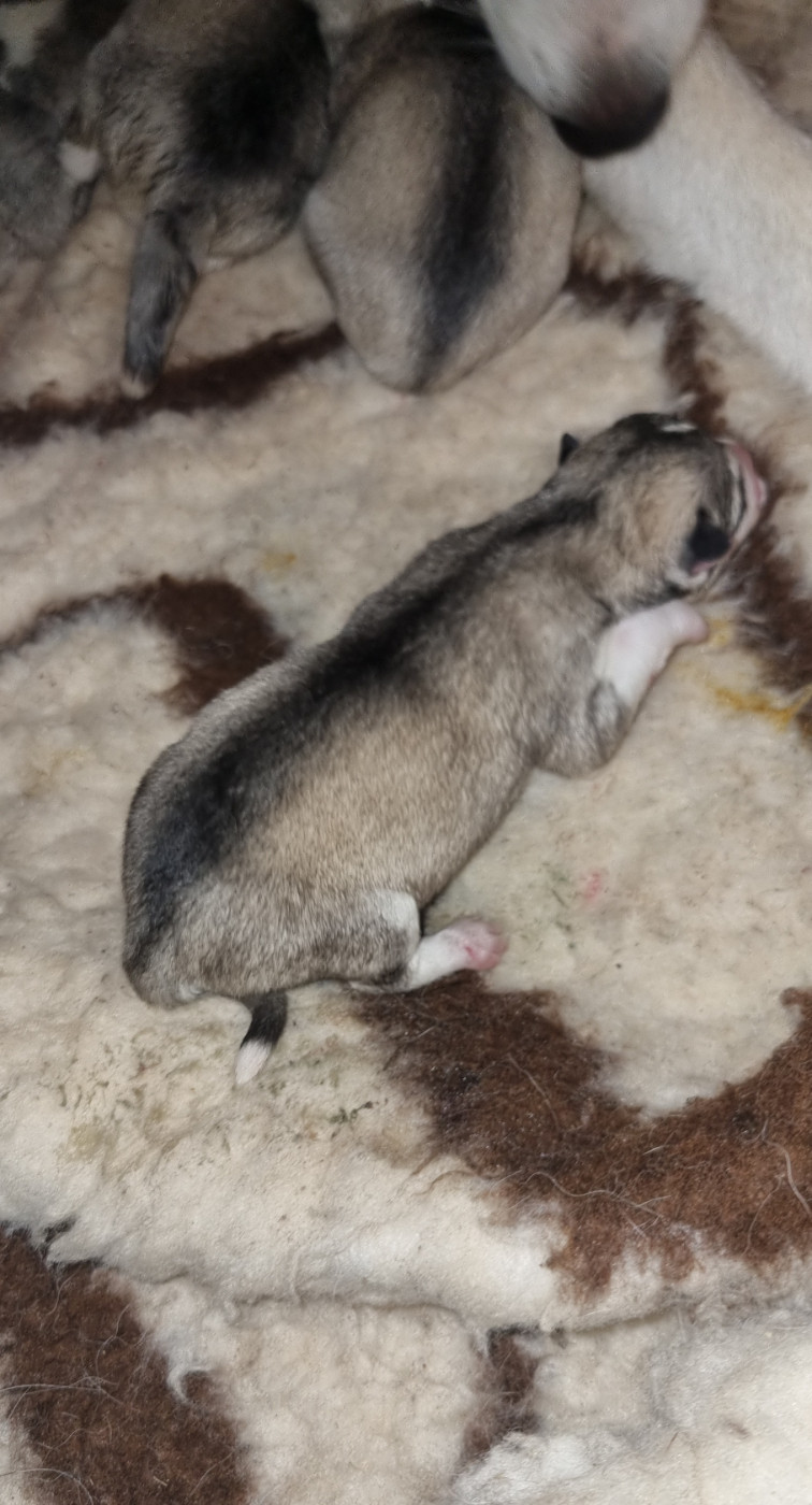 The Guardians Of Winter - Chiots disponibles - Siberian Husky