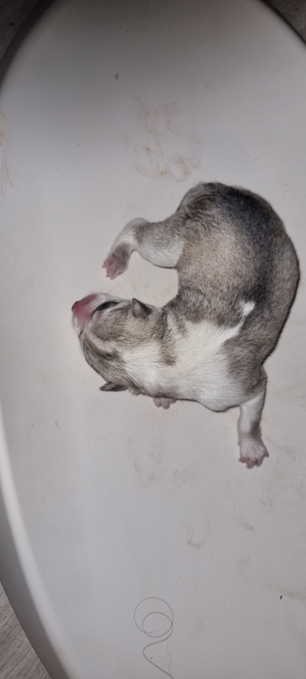 The Guardians Of Winter - Chiots disponibles - Siberian Husky