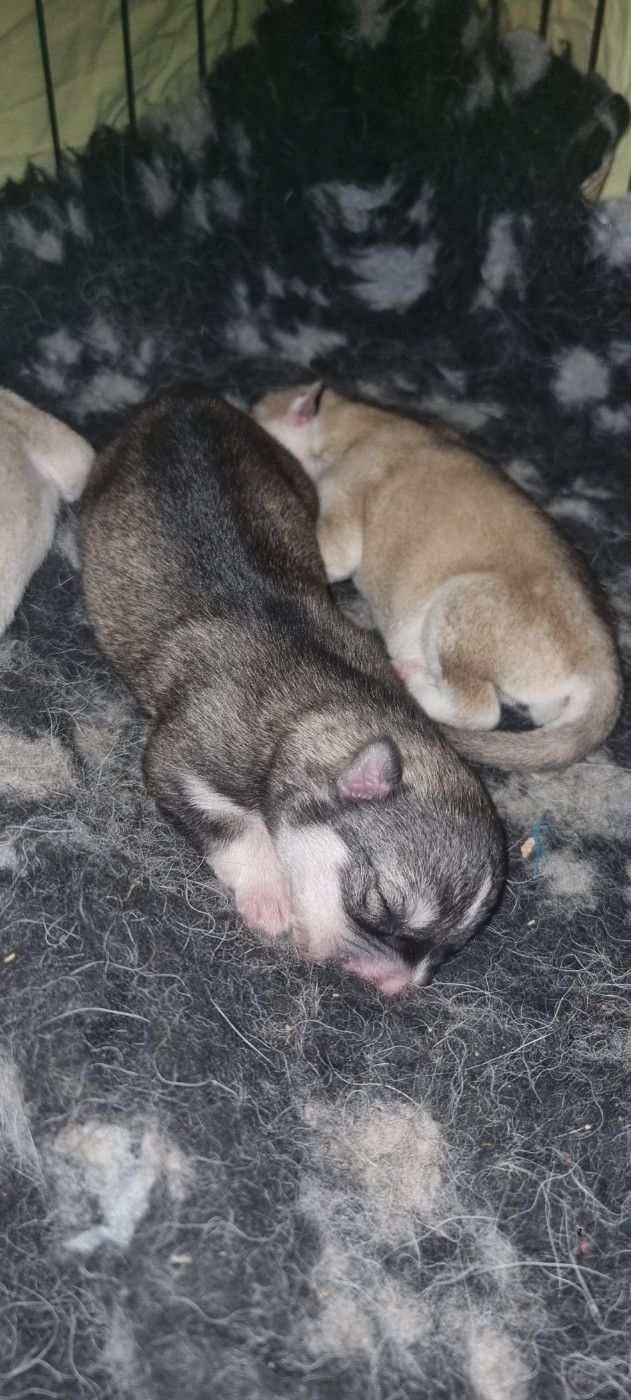The Guardians Of Winter - Chiots disponibles - Siberian Husky