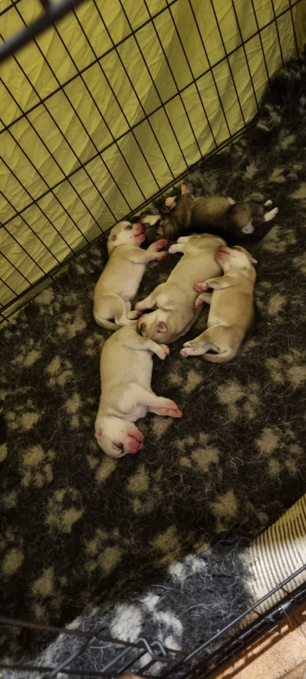 The Guardians Of Winter - Chiots disponibles - Siberian Husky