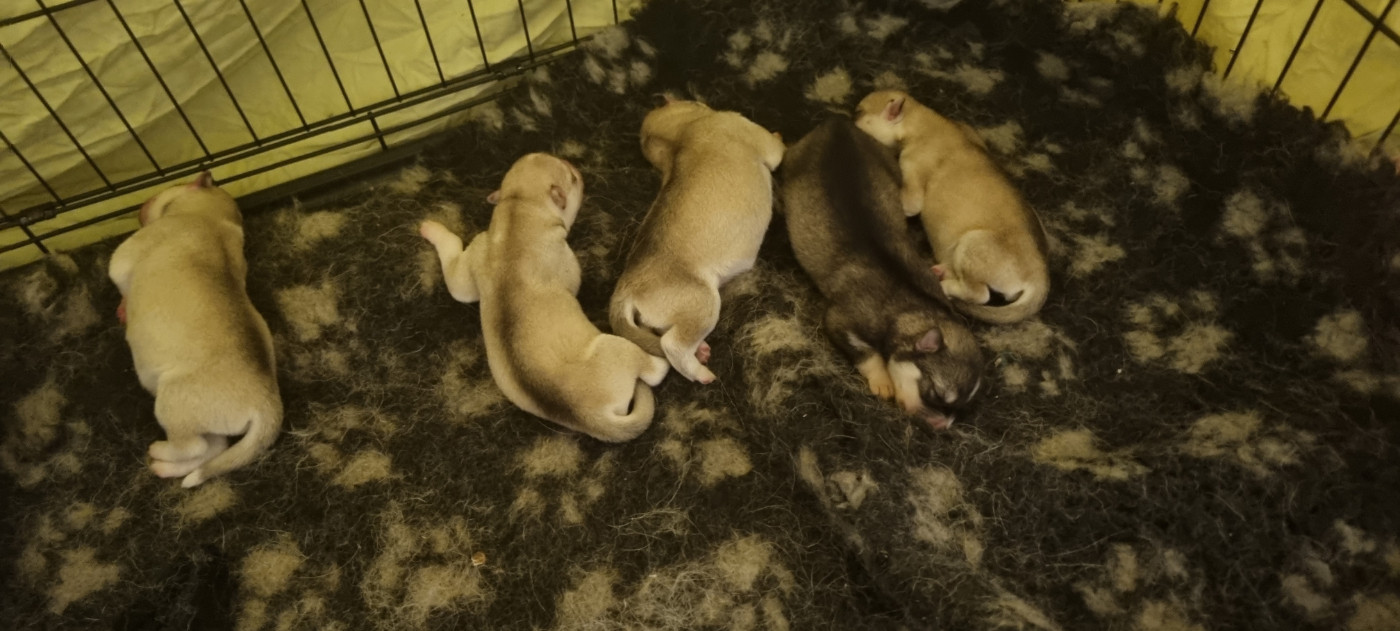 The Guardians Of Winter - Chiots disponibles - Siberian Husky
