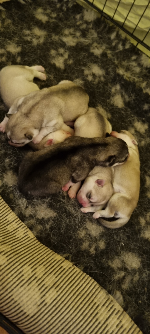 The Guardians Of Winter - Chiots disponibles - Siberian Husky